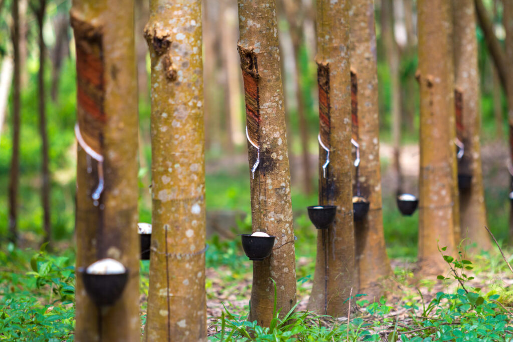 Natural Rubber Latex: From Tree to Condom - Nulatex